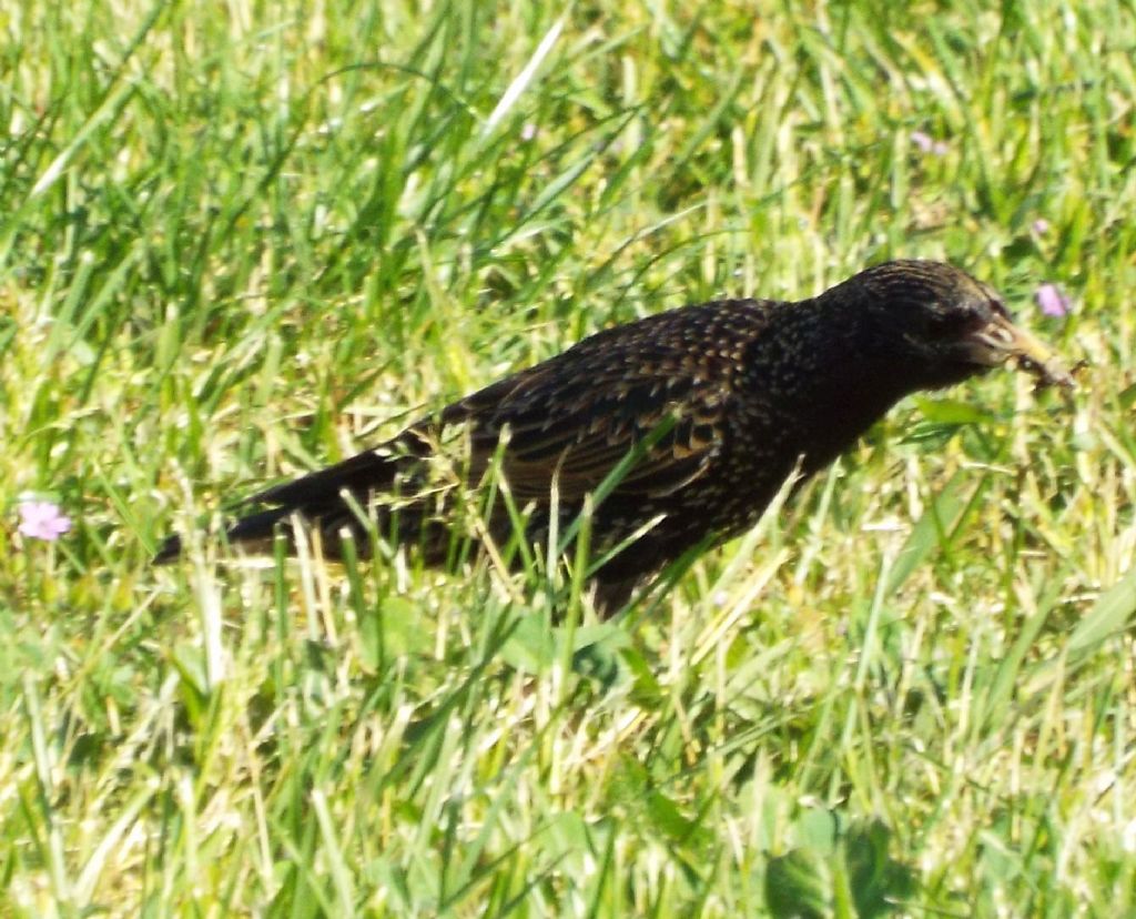 Storno (Sturnus vulgaris) di vedetta